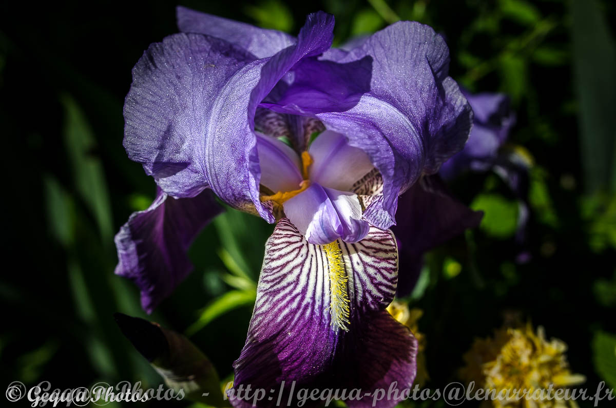 Iris bleue