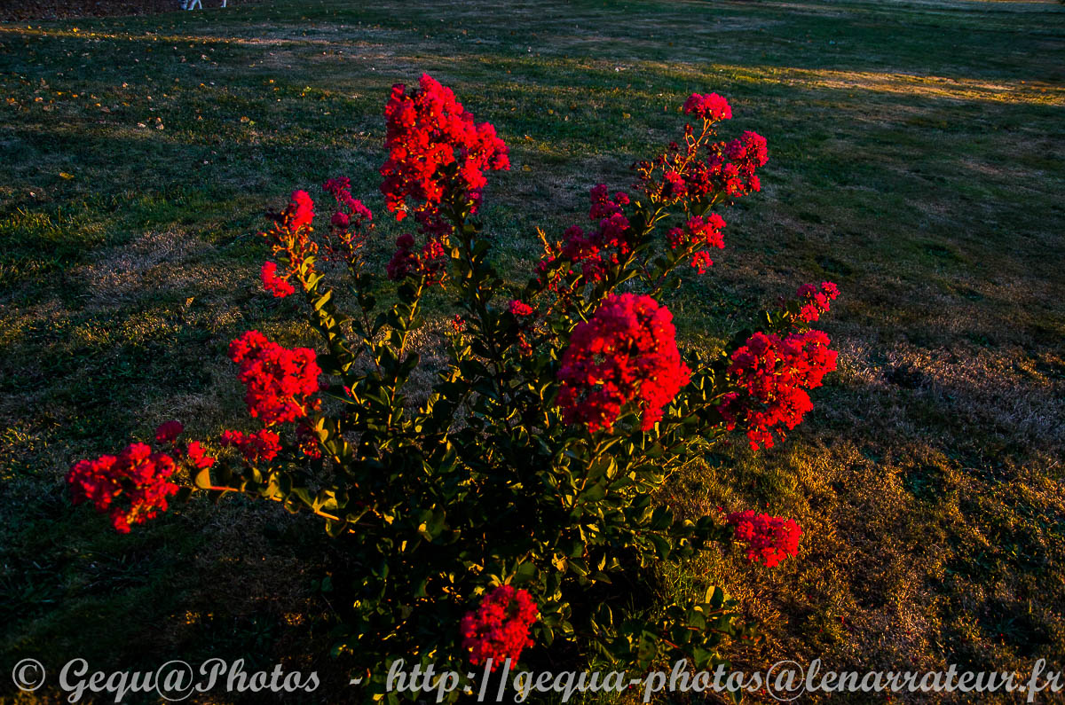 Lagerstroemia rouge