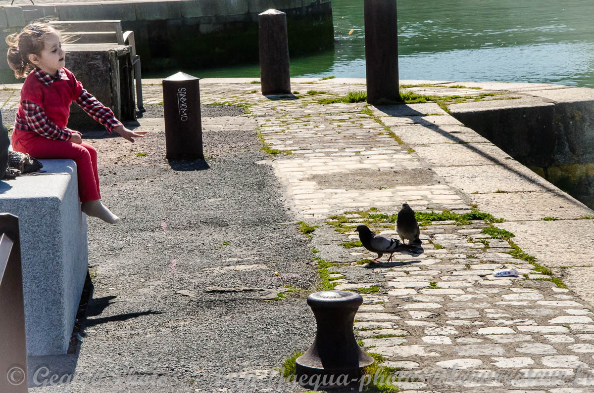 Pigeons _ La Rochelle
