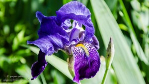Iris bleue